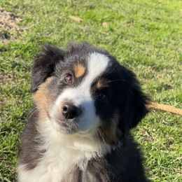 Chomper - Black tri Miniature American Shepherd puppy in Groesbeck, Texas from Empire Miniature American Shepherds