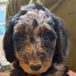 Sebastian - Parti male Poodle puppy in St. Johnsbury, Vermont from Poodles of the Northern Woods