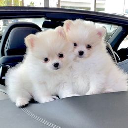 Pomeranian Puppies from Bon Bon Poms