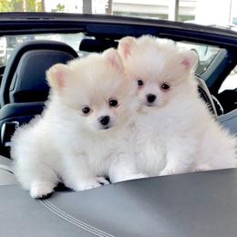 Pomeranian Puppies from Bon Bon Poms
