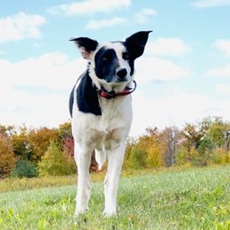 Willow - Border Collie