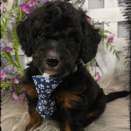 Popeye - Black tri-color male Aussiedoodle puppy in Farley, Iowa from Iowa's Doodle Co.