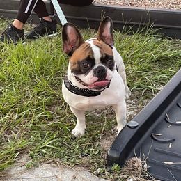 Otero Bella - French Bulldog