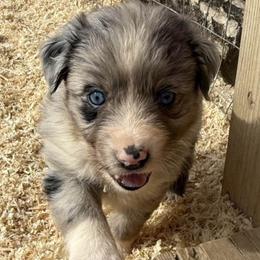 Bluebell - Blue merle female Australian Shepherd puppy in Ellensburg, Washington from Creekside Aussies