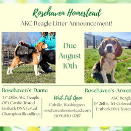 Beagle puppies from Rosehaven Homestead