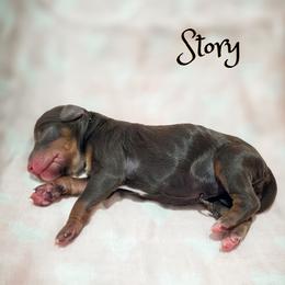 Story - Phantom female Goldendoodle puppy in Cleveland, Tennessee from Edgewater Doodles & Designer Pups