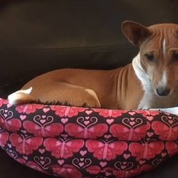 Basenjis and Italian Greyhounds from Khani's Basenjis and Italian Greyhounds