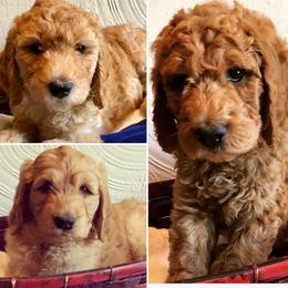 Goldendoodle Puppies from Cooley Doodles