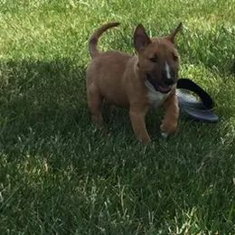 Miniature Bull Terrier Puppies from Spitfire Miniature Bull Terriers