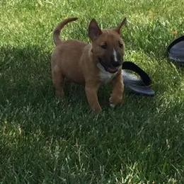 Miniature Bull Terrier Puppies from Spitfire Miniature Bull Terriers