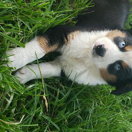 Australian Shepherd Puppies from Red Feather Aussies