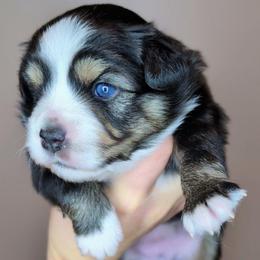 Blossom - Black tri female Miniature American Shepherd puppy in Harrisonville, Missouri from Trailside Mini Aussies