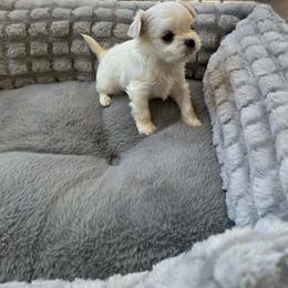Kori - White male Maltese puppy in Mooresville, North Carolina from Clearview Canines