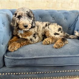 Cannoli - Merle male Irish Doodle puppy in Indiahoma, Oklahoma from Farm Fresh Doodles