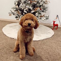 Margo - Goldendoodle