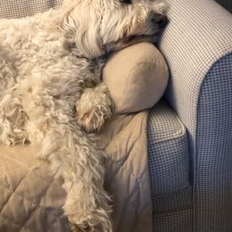 Goldendoodle, Poodle, and Sheepadoodle All Grown Up from Brewer's Goldendoodles & Sheepadoodles