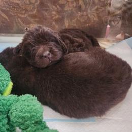 Comet - Brown female Newfoundland puppy in Fairbury, Illinois from Blitz E & E Newfoundlands
