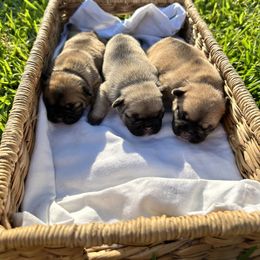 French Bulldog Puppies from 3D Frenchies LLC