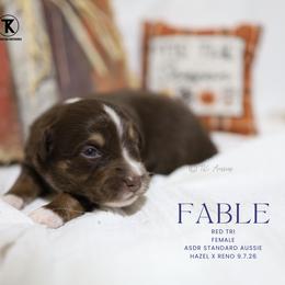 Fable - Red Tri Female - Red tri-color female Australian Shepherd puppy in Nacogdoches, Texas from TK Standard, Mini, & Toy Aussies
