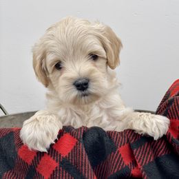 Australian Labradoodle Puppies from Grand Peaks Labradoodles