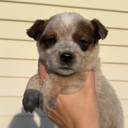 Sunny - Red mottled male Australian Cattle Dog puppy in Oberlin, Kansas from Hangin R Kennels
