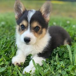 American Corgi Puppies from Tori’s Sassy Corgis