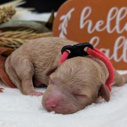 Girl 1 - female Poodle puppy in Midland, North Carolina from Alger Farm, LLC