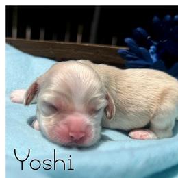 Yoshi - Buff male Cocker Spaniel puppy in Clinton, Oklahoma from Enchanted Spaniels