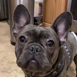 Izzy - French Bulldog