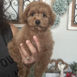 Sir Bennie-Blue Collar - Red male Maltipoo puppy in Southern,, California from Maltipoo Tiny Pups & More