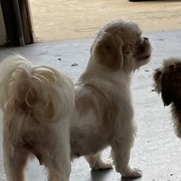 Faith - Shih Tzu