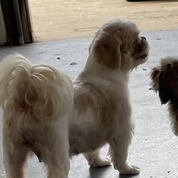 Faith - Shih Tzu