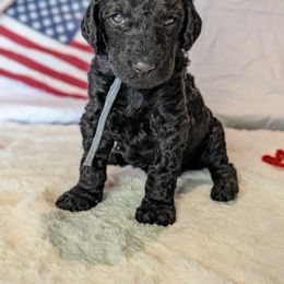 Poodle Puppies from Future Pioneers Farming