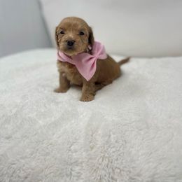 Maltipoo Puppies from Piper N Penny