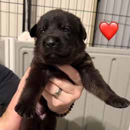 Red Collar Girl - Bi-color female German Shepherd puppy in Universal City, Texas from Jaxinhaus German Shepherds