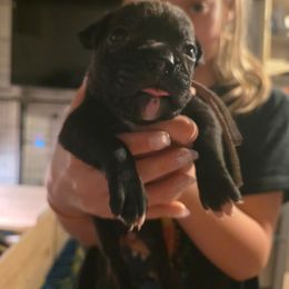 Pink - Brindle female Boxer puppy in Caspian, Michigan from Andrus Family Boxers