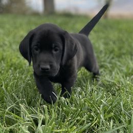 Frankie - Black male Labrador Retriever puppy in Winnemucca, Nevada from Oakley's Mountain View Kennel
