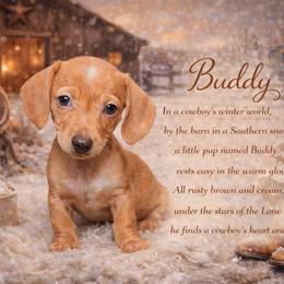 Buddy - Cream male Dachshund puppy in Washburn, Tennessee from Clinch Mountain Dachshunds