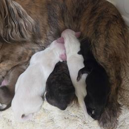Ee cream - Cream male Dachshund puppy in Ashford, Alabama from Circle City Dachshunds