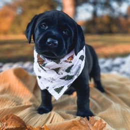 Dilute Retrievers and Labrador Retrievers from Landon J Farms