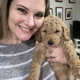 Goldendoodle Puppies from Null Doodles