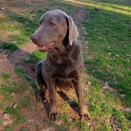 Dilute Retrievers from Kingdom Labs
