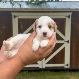 North - Red female Bernedoodle puppy in Greenville, Texas from Doodles of Promise