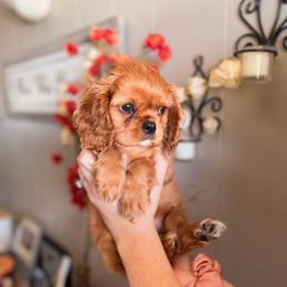 Applejack - Ruby male Cavalier King Charles Spaniel puppy in Mayo, Florida from Kingston’s Cavaliers