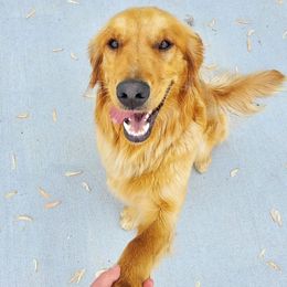 Lake - Golden Retriever