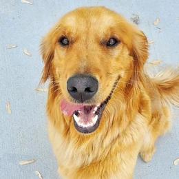 Lake - Golden Retriever
