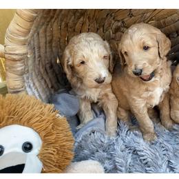 Aussiedoodle and Goldendoodle Puppies from Cuddly Doodles