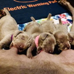 Weimaraner Puppies from Zauberhaft Weimaraners