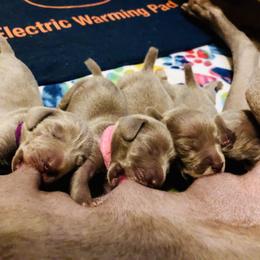 Weimaraner Puppies from Zauberhaft Weimaraners