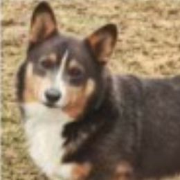 Pembroke Welsh Corgis from Box Alarm Farm